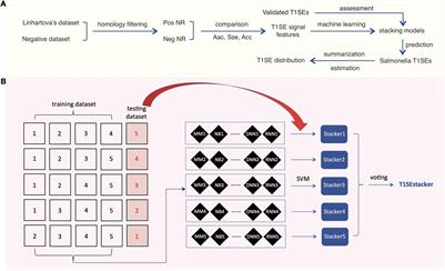 T1SEstacker: A Tri-Layer Stacking Model Effectively Predicts Bacterial Type 1 Secreted Proteins Based on C-Terminal Non-repeats-in-Toxin-Motif Sequence Features